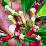 SPICE TOUR - What to Expect from the Spice Tour