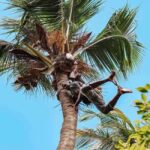 Spice tour & Stone town $ Prison island - The Itinerary: A Closer Look