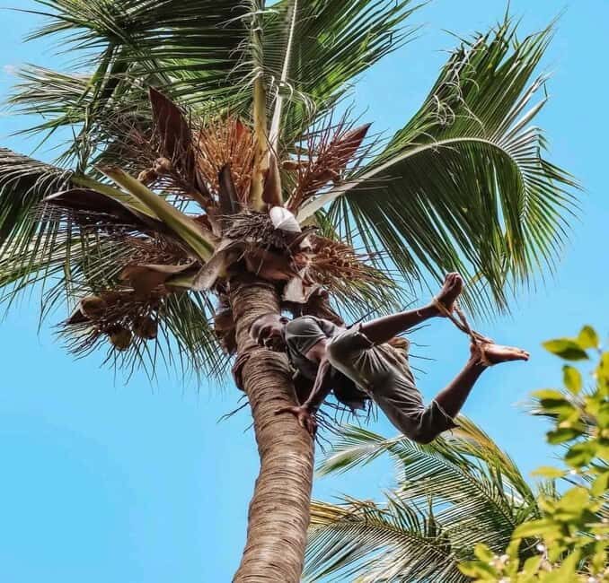 Spice tour & Stone town $ Prison island - The Itinerary: A Closer Look