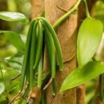 Spice tour+ Stone town walking tour - What to Expect from the Tour