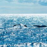 Spirit of Gold Coast 2.5-Hour Whale Watching Tour - Value and Pricing: Does It Match the Experience?