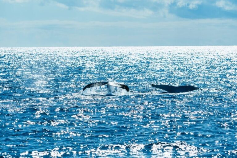Spirit of Gold Coast 2.5-Hour Whale Watching Tour - Value and Pricing: Does It Match the Experience?