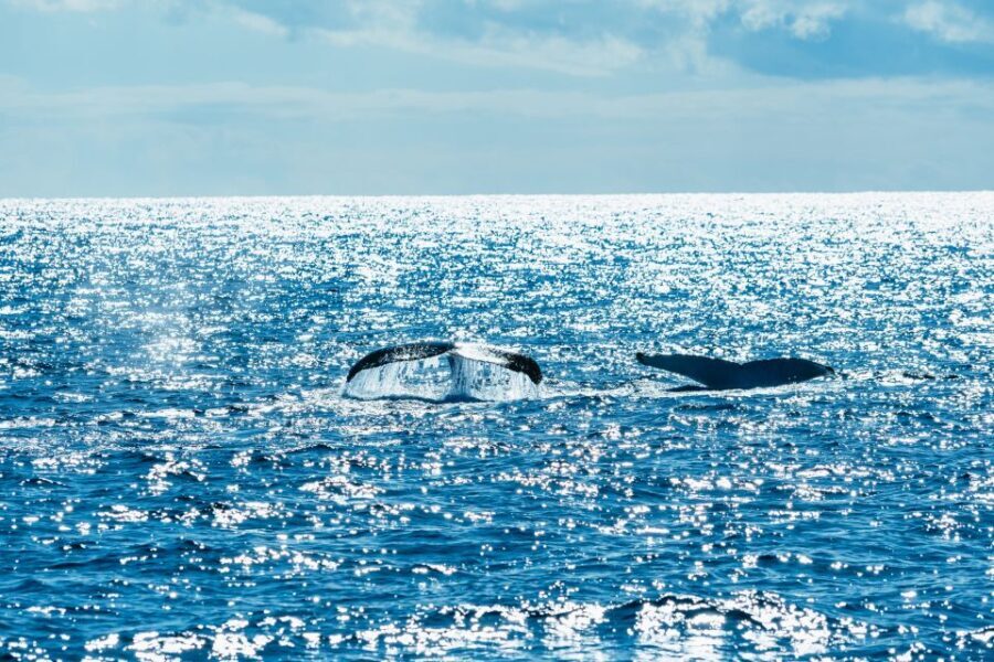Spirit of Gold Coast 2.5-Hour Whale Watching Tour - Value and Pricing: Does It Match the Experience?