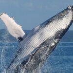 Spirit of Hervey Bay Whale Watching Cruise - The Sum Up