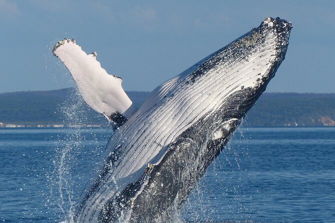 Spirit of Hervey Bay Whale Watching Cruise - The Sum Up
