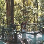Springbrook andTamborine Rainforest Tour Incl Natural Bridge and Glow Worm Cave - Exploring Springbrook National Park