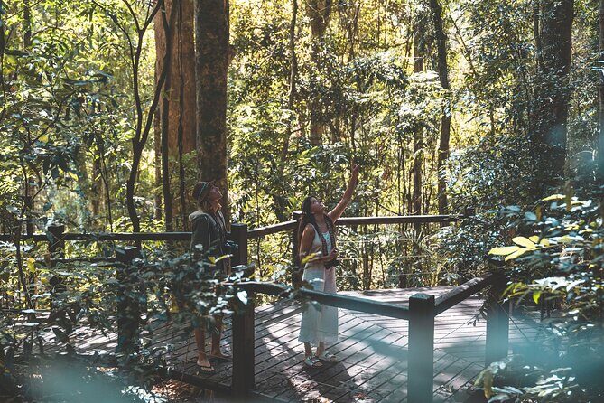 Springbrook andTamborine Rainforest Tour Incl Natural Bridge and Glow Worm Cave - Exploring Springbrook National Park