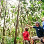 Springbrook Waterfalls & Natural Bridge Tour from Gold Coast - The Experience: What Makes It Stand Out