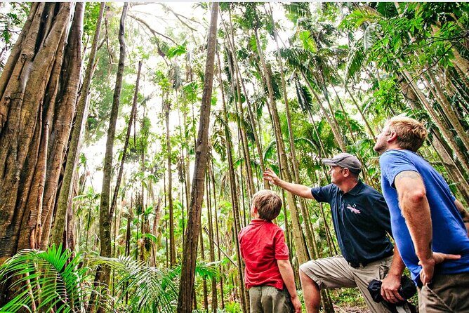 Springbrook Waterfalls & Natural Bridge Tour from Gold Coast - The Experience: What Makes It Stand Out