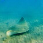 St. Lucia: Cape Vidal Snorkeling Adventure - What’s Included and What to Bring