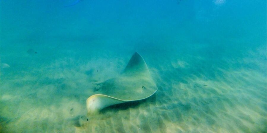 St. Lucia: Cape Vidal Snorkeling Adventure - What’s Included and What to Bring