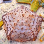 Starfish Adventure, Lunch at The Rock, Mnemba Dolphin Tour - Practical Details and What to Expect