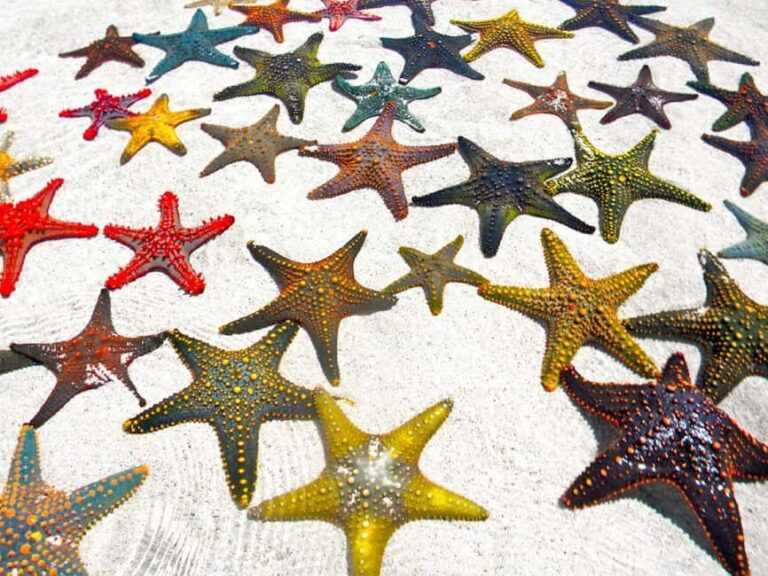 Starfish Adventure, Lunch at The Rock, Mnemba Dolphin Tour - Starfish Beach: A Quiet Corner of Zanzibar