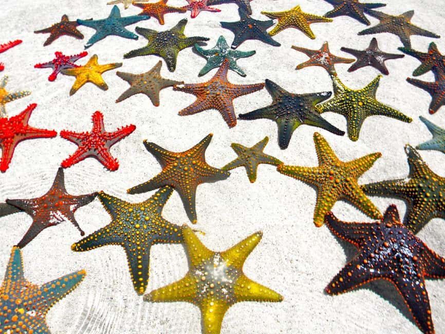 Starfish Adventure, Lunch at The Rock, Mnemba Dolphin Tour - Starfish Beach: A Quiet Corner of Zanzibar