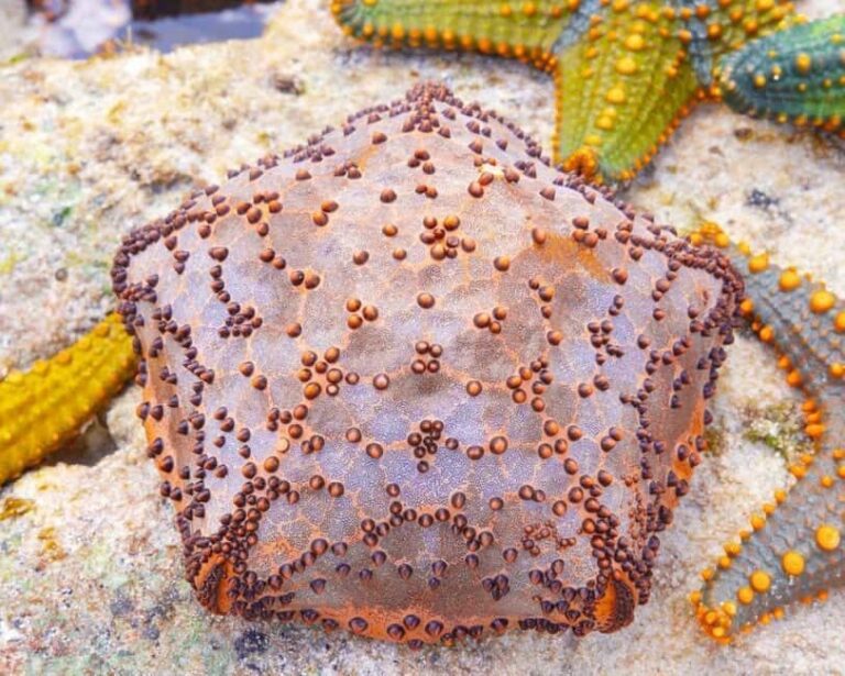 Starfish Adventure, Lunch at The Rock, Mnemba Dolphin Tour - Practical Details and What to Expect