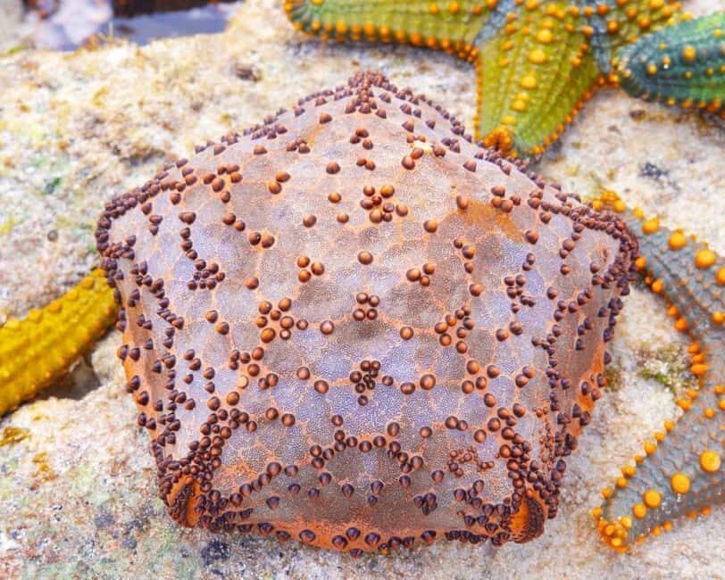 Starfish Adventure, Lunch at The Rock, Mnemba Dolphin Tour - Practical Details and What to Expect