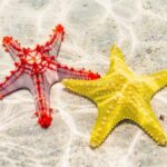 Starfish Adventure, The Rock Restaurant, Salaam Cave Tour - Exploring Zanzibar’s Hidden Beaches at Paje Village