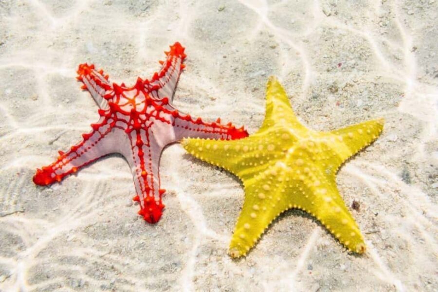 Starfish Adventure, The Rock Restaurant, Salaam Cave Tour - Exploring Zanzibar’s Hidden Beaches at Paje Village