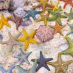 Starfish Tour, Blue Lagoon Snorkeling, The Rock, Paje Beach - The Highlight: Lunch at The Rock Restaurant