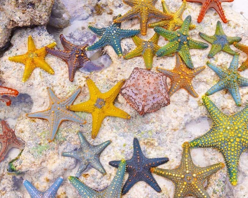 Starfish Tour, Blue Lagoon Snorkeling, The Rock, Paje Beach - The Highlight: Lunch at The Rock Restaurant