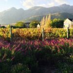 Stellenbosch: Devon Valley Vineyards Bicycle Tour w. Lunch - An In-Depth Look at the Tour Itinerary