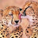 Stellenbosch Giraffe House and Cheetah Outreach with Wine - Exploring the Vineyards of Stellenbosch