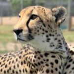 Stellenbosch Giraffe House and Cheetah Outreach with Wine - Why This Tour Offers Great Value