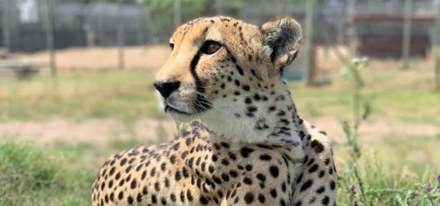 Stellenbosch Giraffe House and Cheetah Outreach with Wine - Why This Tour Offers Great Value