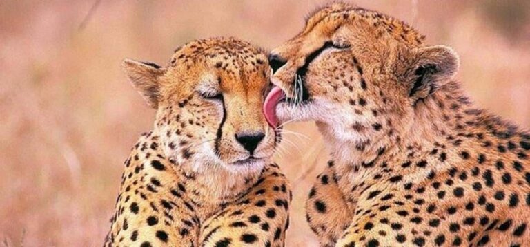 Stellenbosch Giraffe House and Cheetah Outreach with Wine - Exploring the Vineyards of Stellenbosch
