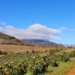 Stellenbosch: Guided Vineyard Hike and Wine Tasting - Who Will Love This Tour?