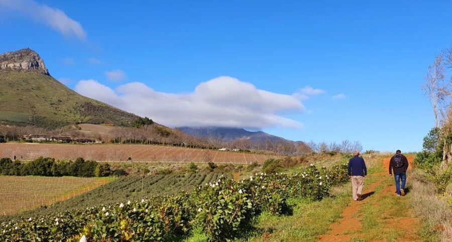 Stellenbosch: Guided Vineyard Hike and Wine Tasting - Who Will Love This Tour?