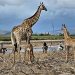 Stellenbosch: Horse Riding Wildlife Safari - Exploring the Stellenbosch Horse Riding Wildlife Safari