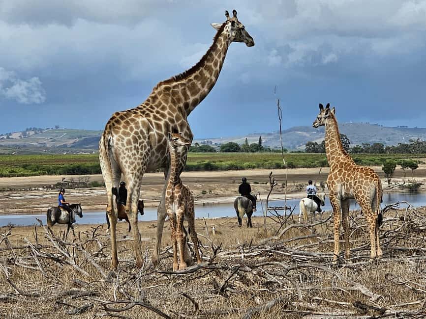 Stellenbosch: Horse Riding Wildlife Safari - Exploring the Stellenbosch Horse Riding Wildlife Safari