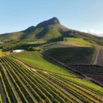 Stellenbosch: Wineries and Safari Tour with Wine Tasting - Who Will Love This Tour?