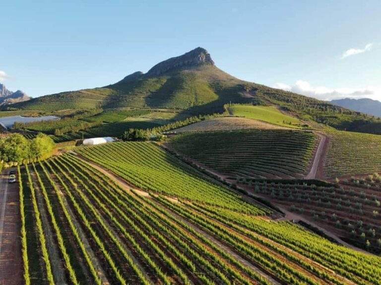 Stellenbosch: Wineries and Safari Tour with Wine Tasting - Who Will Love This Tour?