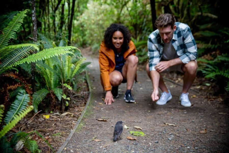 Stewart Island: Ulva Island Guided Wilderness Walk & Cruise - What Makes This Tour Stand Out?