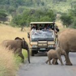 Sun City: 6H Game Drive with Lunch - Why This Tour Is Worth Considering