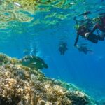 Sunlover Reef Cruises Cairns Great Barrier Reef Experience - The Experience Breakdown: What You’ll Love & What to Know