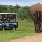Sunrise Safari - through Addo Park to Schotia reserve - What We Loved About the Sunrise Safari