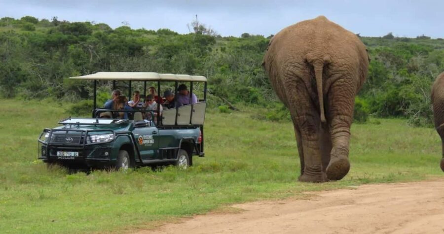 Sunrise Safari - through Addo Park to Schotia reserve - What We Loved About the Sunrise Safari