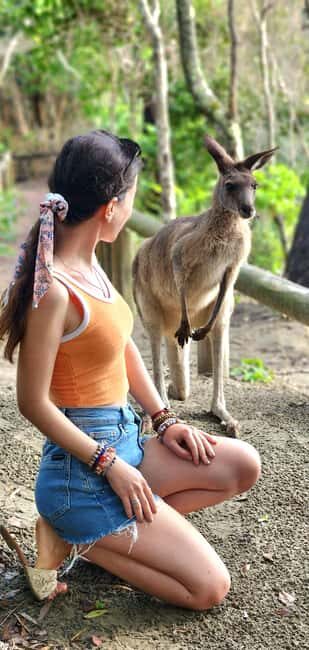 Sunrise with the Kangaroos & Wallabies - Airlie Beach - The Ideal Audience for This Experience