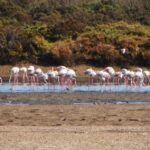 Sunset Camel Riding Including BBQ Dinner & Hotel Transfers - Authenticity and Value