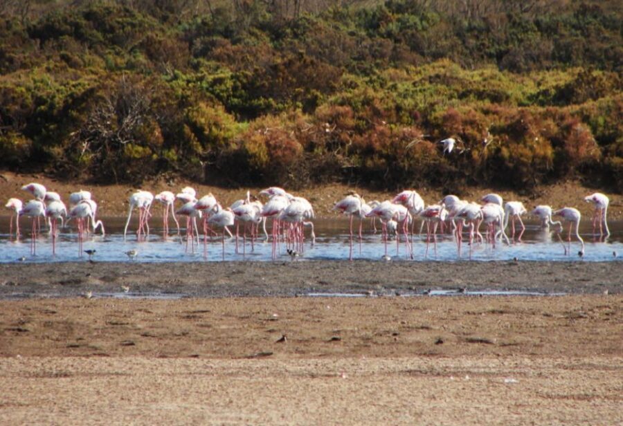 Sunset Camel Riding Including BBQ Dinner & Hotel Transfers - Authenticity and Value