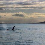 Sunset kayak tour to Rangitoto Island - Authentic Experiences & Unique Highlights