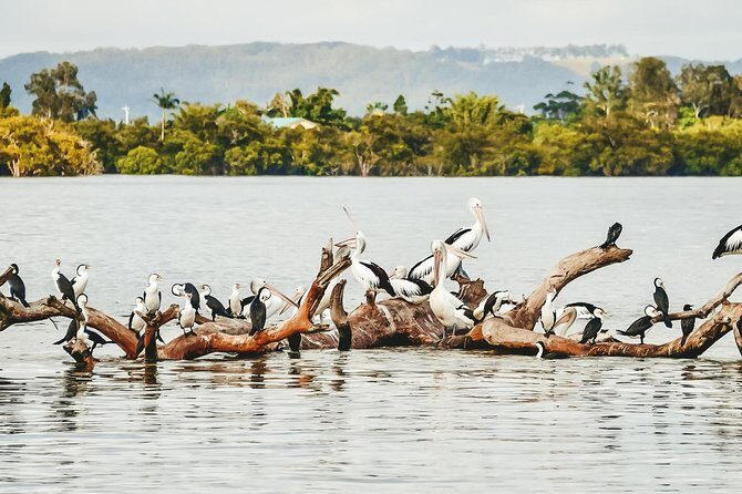 Sunset River Cruise near Byron Bay - Who Will Love This Tour