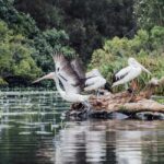 Sunshine Coast: Eumundi & Noosa Everglades with River Cruise - FAQ