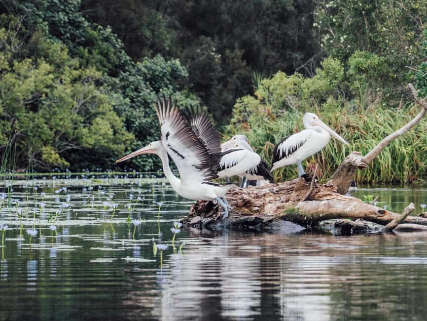 Sunshine Coast: Eumundi & Noosa Everglades with River Cruise - FAQ