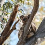 Sunshine Coast Hinterland and Noosa Day Trip from Brisbane Incl Eumundi Markets - Who Is This Tour Best For?