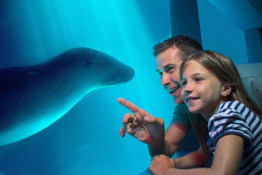 Sunshine Coast: SEA LIFE Sunshine Coast Entry Ticket - How this tour stacks up in terms of value