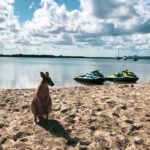 Surfers Paradise: 2 Hour Tropical Island Jet Ski Tour - What to Expect on the Tour